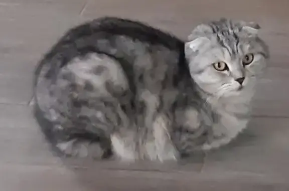 Пропала кошка Маруся в Деревне Чубарово, Калужская область