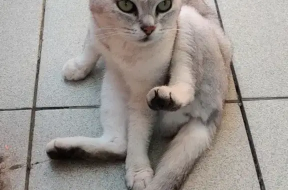 Потерянная породистая кошка на Коллективной улице, Кабардинка