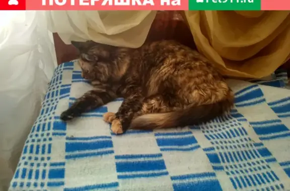 Пропала кошка на Червишевском тракте, Тюмень