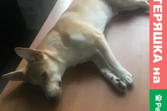 Собаки потеряшки, Санкт-Петербург, фото: Потеряшка собака на Долгоозёрной, Юнтолово, СПб.