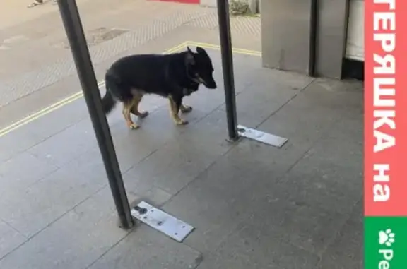 Собака найдена у метро Текстильщики