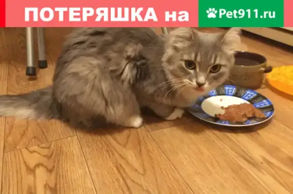 Найдена кошка в районе Кристалла, Пермский край