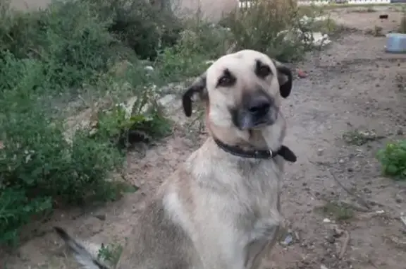 Найдена собака на Стрелке, Нижний Новгород