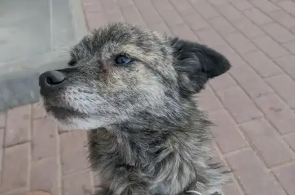 Найдена ласковая собака на Бурнаковской улице