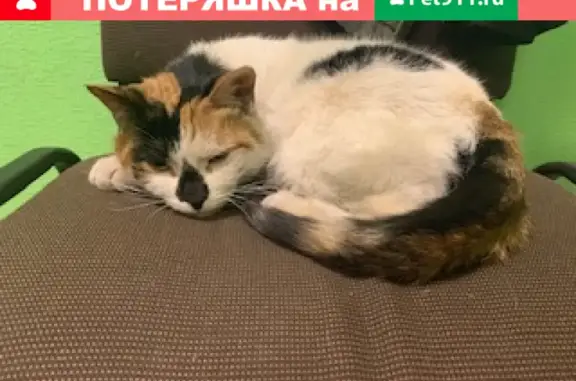 Найдена кошка на Волковке, ищет дом