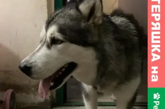 Найден добрый пёс на пр. Ленина, Петрозаводск, Россия