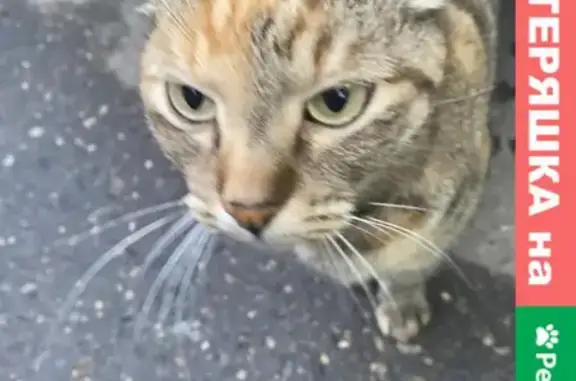 Найдена кошка на улице Сеславинская 24