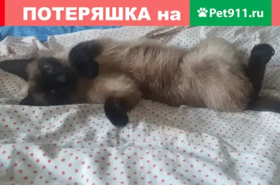 Потерянные животные Челябинск, фото: Пропала кошка на Комсомольском проспекте, Челябинск (32А)