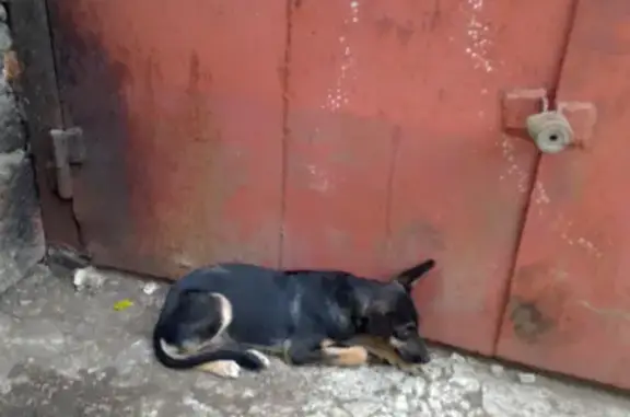 Найдена собака на улице Свободы 168, ищем хозяина или новый дом.