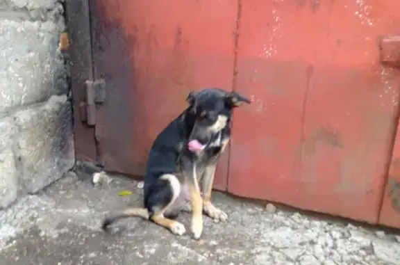Найдена собака на ул. Свободы, 168