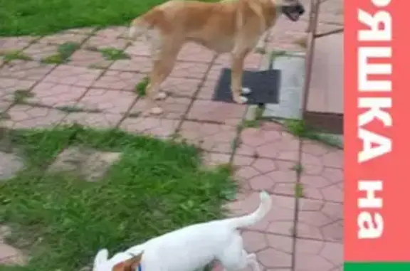 Найдены две собаки в СНТ Железня, Каширский район МО