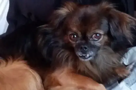 Собаки потеряшки, Орёл, фото: Потеряшка собака РИК на улице Семинарской