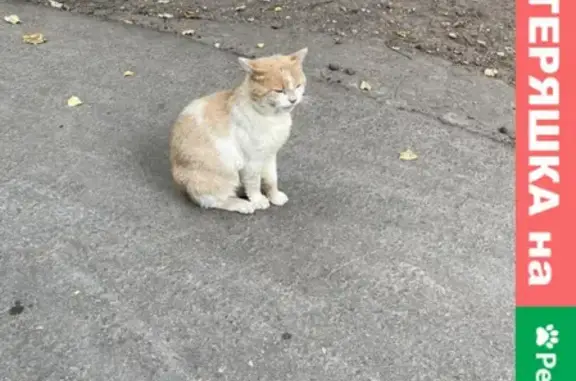 Найдена кошка в битцевском парке, Ясенево, Москва