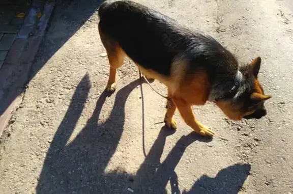 Найдена собака на улице Железнодорожная, Химки