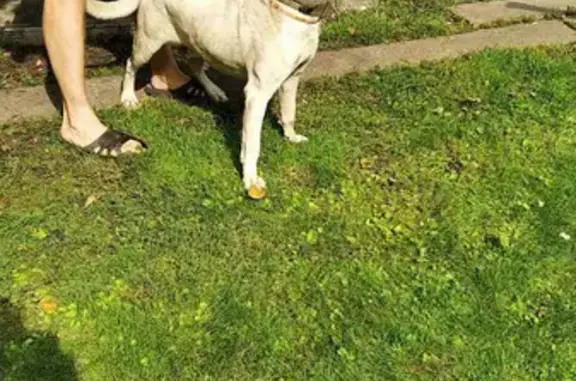 Собака найдена в Пяше, Бековский район, Пензенская область