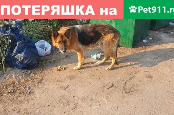 Собака найдена на улице Онежской, г. Воронеж.