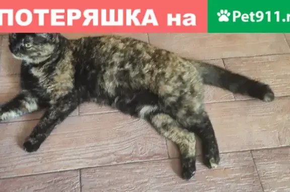 Пропала кошка Нюша на улице Айвазовского, Геленджик.