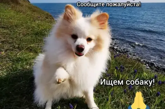Объявления о пропавших и найденных животных, Анапа, фото: Пропал белый шпиц возле восточного рынка, нужна помощь