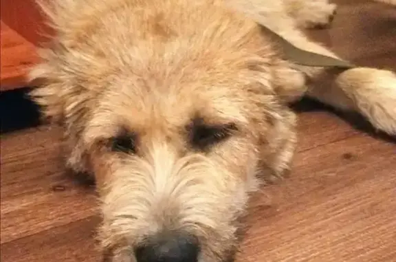 Собака Девочка найдена в Косино-Ухтомском районе Москвы.