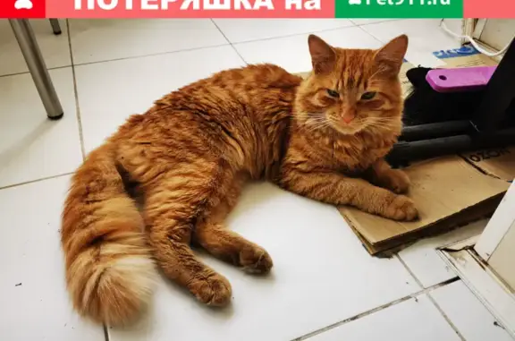 Найден рыжий пушистый кот в Химках, ул. Спартаковская 9с1