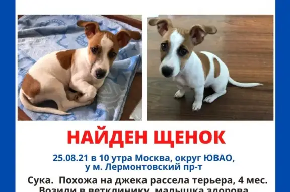 Найдена собака у метро Лермонтовский проспект