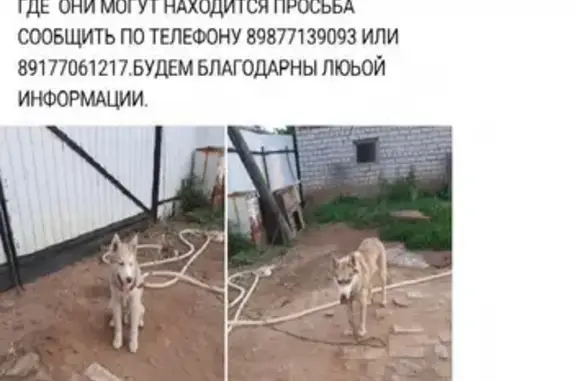 Пропали две собаки породы Хаски в Оршанском районе, адрес: 88Н-10009, Старое Крещено.