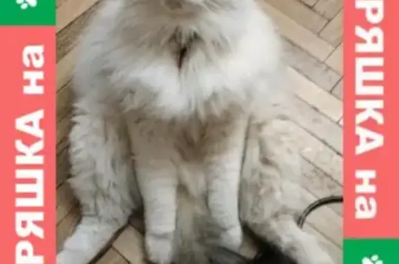 Кошки потеряшки, Москва, фото: Потеряшка кошка с 3-й Радиаторской, Войковская, Москва.