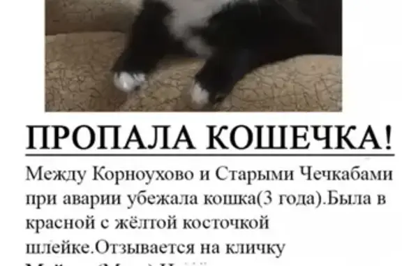 Пропала кошка в Кайбицком районе, Татарстан (16К-0925)