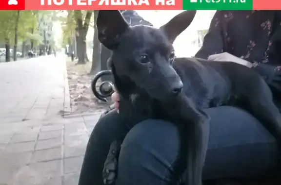Найдена собака на бульваре Генерала Ермолова, Ставрополь