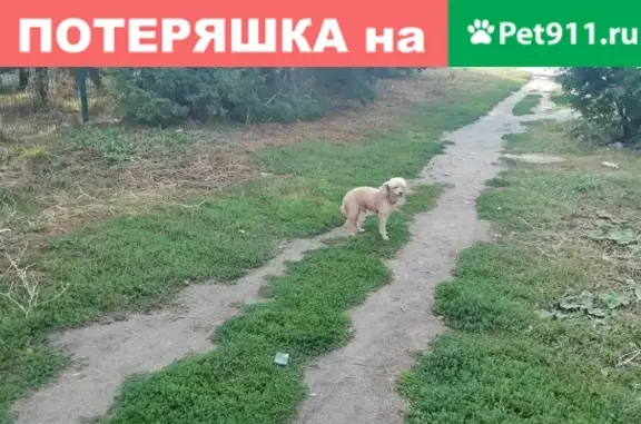 Найдена собака на перекрестке Баки Урманче и Проспекта Победы, Казань