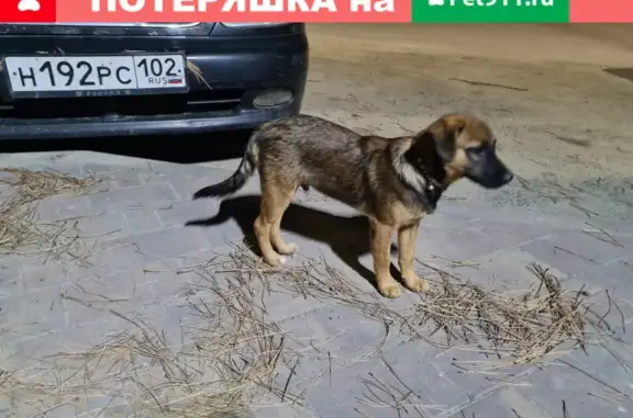 Собака найдена на ул. Астраханская, 76 в Анапе.