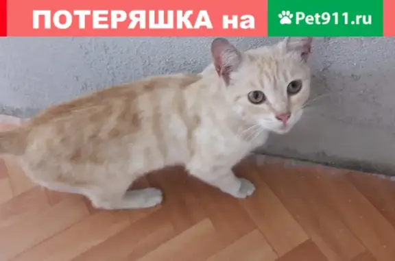 Пропала кошка на улице Руднёвка