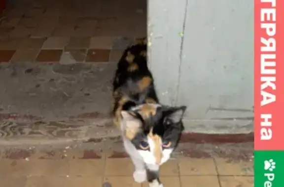Найдена кошка с ошейником на Щёлковском шоссе