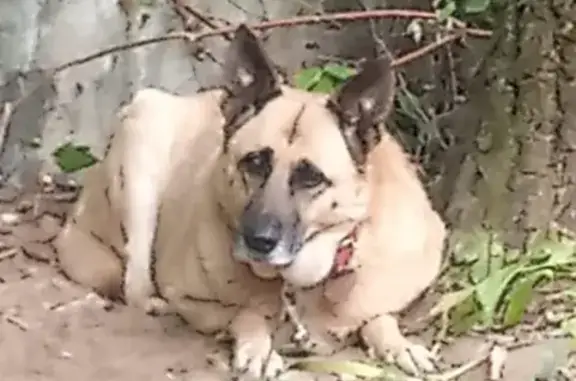 Найдена собака в Сокольниках, Москва