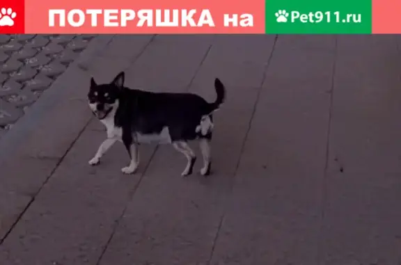 Пропала собака на бульваре Генерала Карбышева, Москва