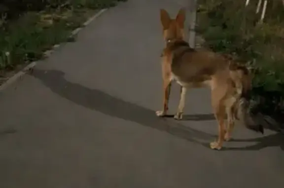 Найдена собака на улице Юрия Гагарина, Уфа