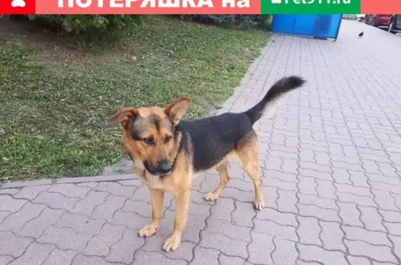 Найдена собака в г. Электросталь, ул. Карла Маркса 12.