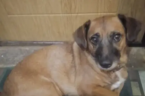 Найдена собака в Коняшино, Раменский район, ищет новый дом.