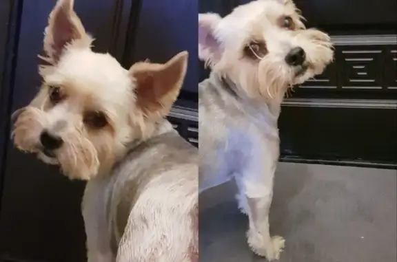 Найденные животные Новороссийск, фото: Найдена Йоркширская терьерша на Октябрьской улице, Новороссийск