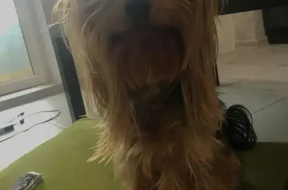 Собаки потеряшки, Калининград, фото: Потеряшка собака Надя, Артиллерийская улица, Калининград