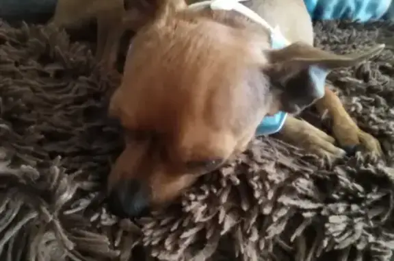 Собаки потеряшки, Ангарск, фото: Потеряшка собака в Ангарске, зовут Реддик, 89144340090