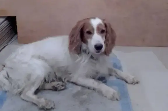 Собака Коккер спаниель найдена на МЦД Белорусская, ищем хозяев!