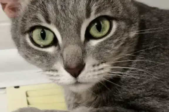 Кошки потеряшки, Тольятти, фото: Потеряшка кошка на улице Ленина 107