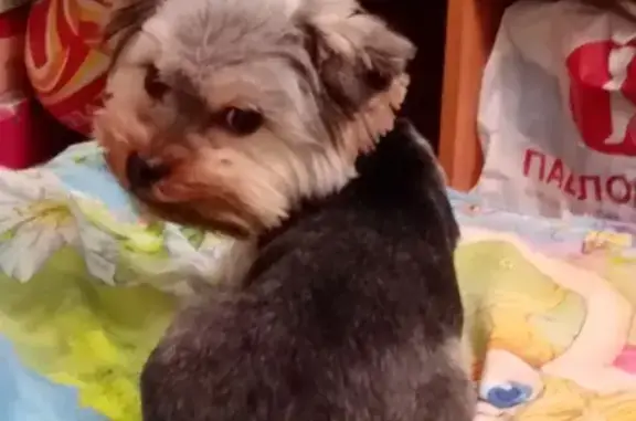 Пропала собака йоркширский терьер в Черноусово, Свердловская область