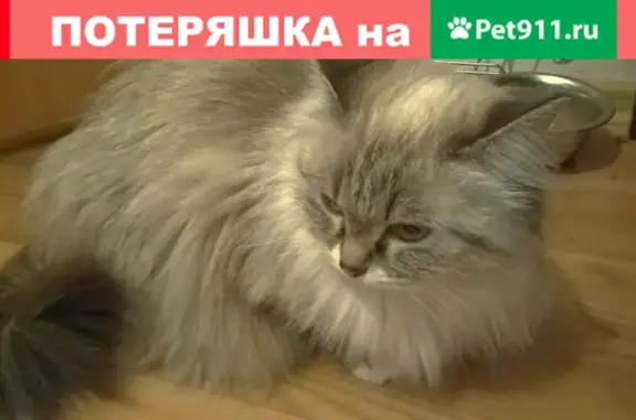 Пропала кошка Нюрка на Профсоюзной, Томск