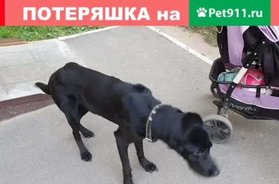 Собака найдена в Чебоксарах: Энгельса, д.1/Н. Рождественского, д.1.