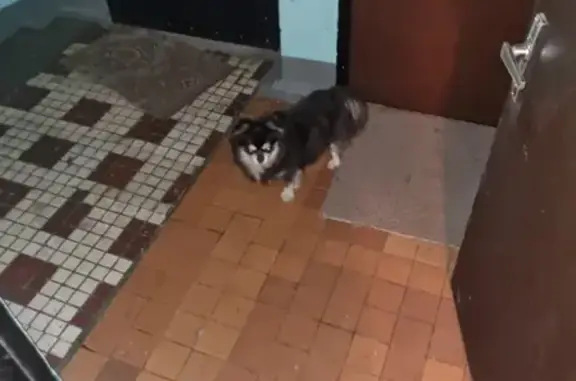 Найдена собака в Текстильщиках, 9 к2, Москва