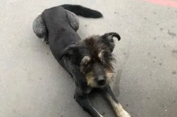Найдена собака на ул. Двинская, СПб