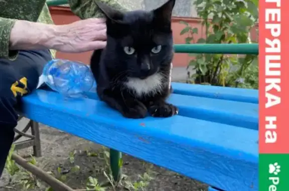 Найдена кошка в Омске на 24-й Северной улице