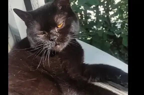 Пропала черная британская кошка в Волгодонске, ул. М. Горького 30